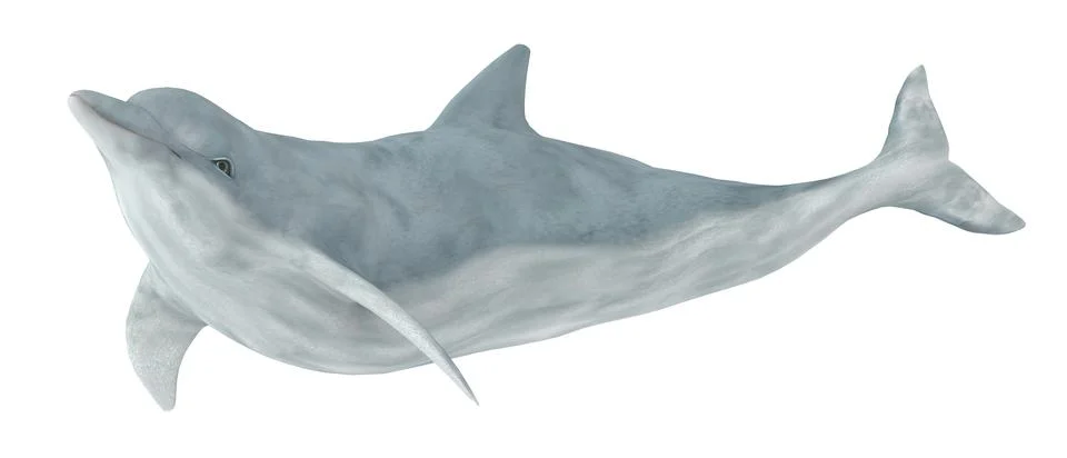 Dolphin isolated on white background Stock Illustration