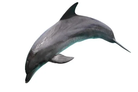 Dolphin isolated on White Background Stock Photos