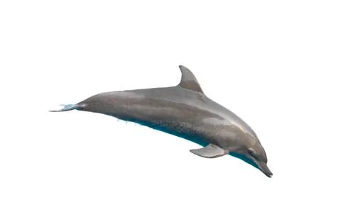 Dolphin isolated on white background Foto stock