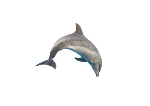 Dolphin isolated on white background Stock-Fotos