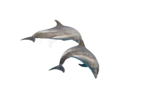 Dolphin isolated on white background Stock Photos