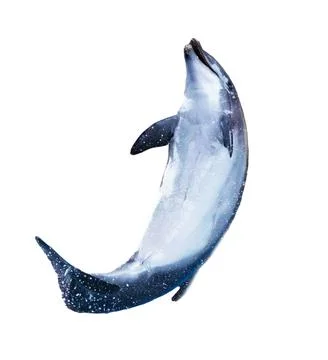 Dolphin isolated on white background Stock Photos