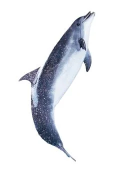 Dolphin isolated on white background Stock Photos