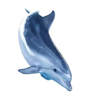 Dolphin isolated on white background Stock Photos