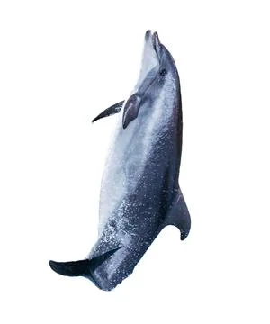 Dolphin isolated on white background Stock Photos