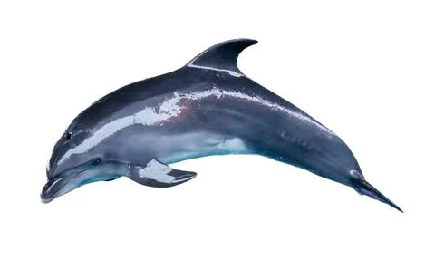 Dolphin isolated on white background Stock Photos