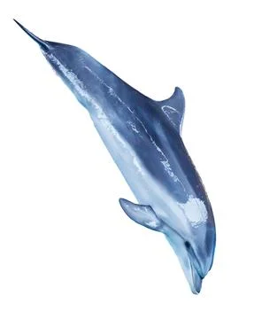 Dolphin isolated on white background Stock Photos