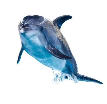Dolphin isolated on white background Stock Photos