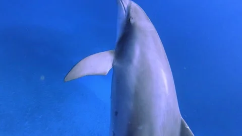 A Dolphin Joins Another with a School in the Background Stock Footage 332856140