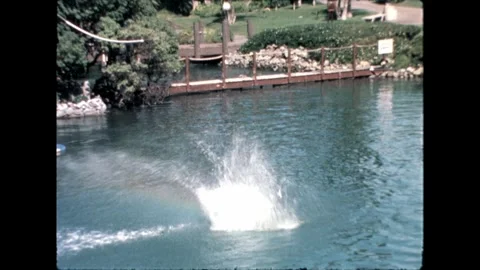 Dolphin Jump Stock Footage 276290398