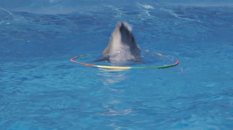 Dolphin Jump Out Hoop In Pool Stock Footage 52387385