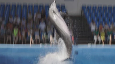 Dolphin Jump Out Pool Stock Footage 52387182