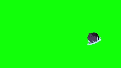 Dolphin Jump Out of the Water. Stock Footage 76508613