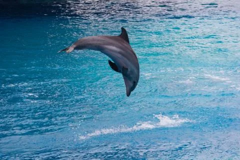 Dolphin jumping-2 Stock Photos