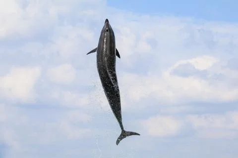 Dolphin jumping and performing in a pool Stock Photos