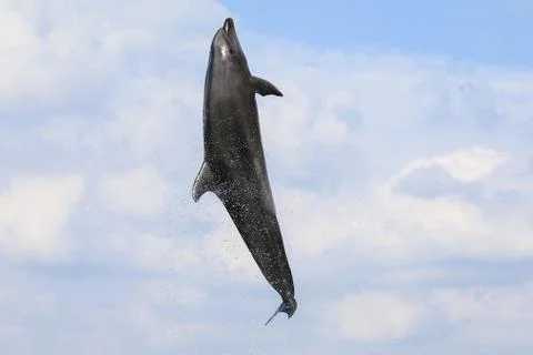 Dolphin jumping and performing in a pool Stock Photos