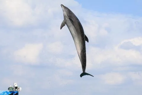 Dolphin jumping and performing in a pool Stock Photos