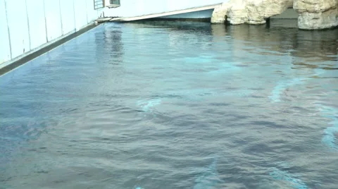 Dolphin jumping in aquarium Stock Footage 67569075