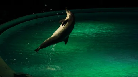 Dolphin jumping backwards 動画素材 111826390