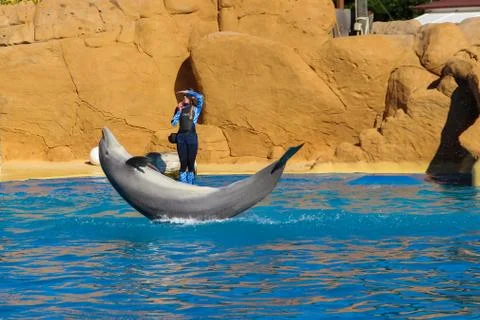 Dolphin jumping falling backwards in front of its female trainer Stock Photos