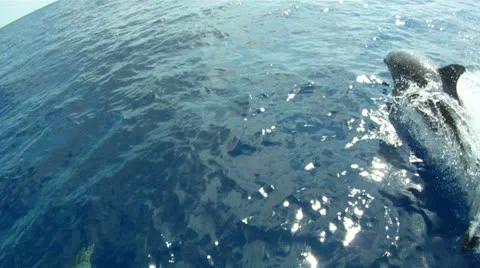 Dolphin Jumping Stock Footage 25570319