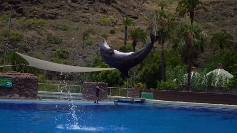 Dolphin jumping Stock Footage 339982872