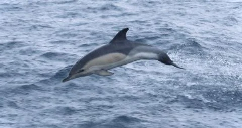 Dolphin Jumping Out of Ocean Waves 写真素材
