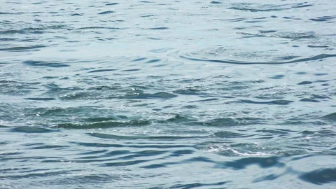 Dolphin Jumping out of Pacific Ocean in Slow Motion in Baja California Stock Footage 129735403