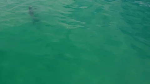 Dolphin jumping out of the water Stock Footage 88455317