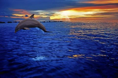 Dolphin jumping Stock Photos