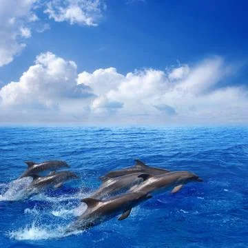 Dolphin jumping Фото