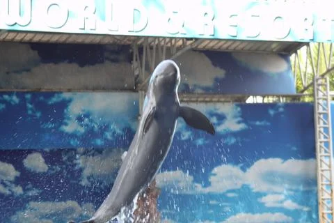 Dolphin jumping Stock Photos