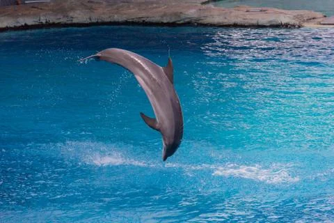 Dolphin jumping Stock Photos