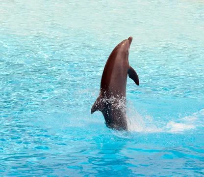Dolphin jumping in the pool during acrobatic show Stock Photos