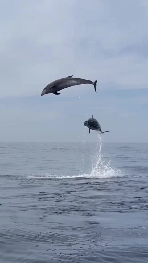 Dolphin jumping in the sea Stock Footage 319730099