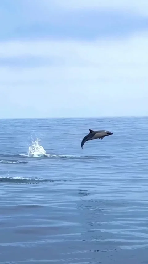 Dolphin jumping in the sea Vidéo 330402332