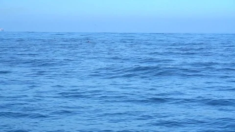 Dolphin jumping slo mo Stock Footage 124936669