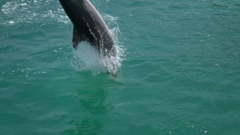 Dolphin Jumping in Slow Motion Cancun Stock Footage 133049926