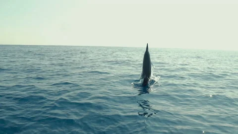 Dolphin jumping in the surface. Stock Footage 131506650