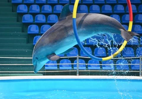 Dolphin jumping through a hoop Stock Photos