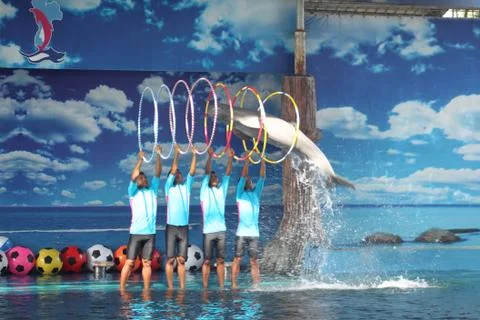 Dolphin jumping through hoops Stock Photos