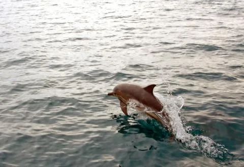 Dolphin jumping from water Stock Photos