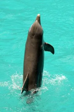 Dolphin is jumping in the water Stock Photos