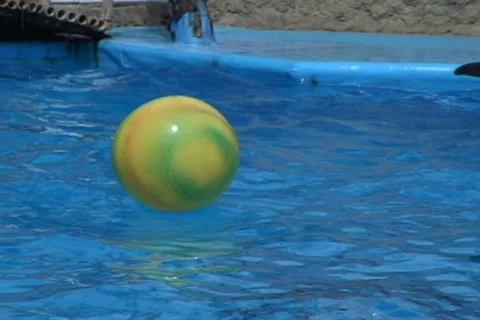 Dolphin kick ball Stock Footage 7907177