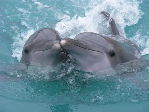 Dolphin kiss Stock Photos