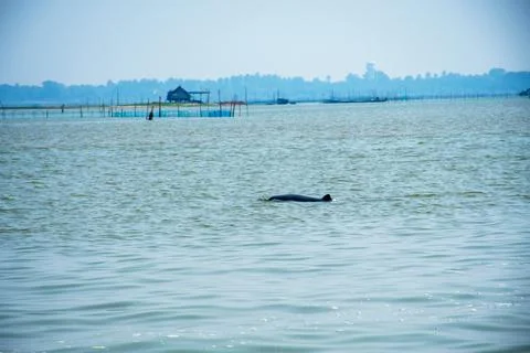 Dolphin in lake Stock Photos