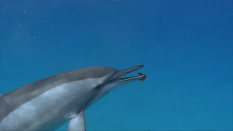 DOLPHIN LEAF PLAY &amp; PASS 4K Stock Footage 196470028