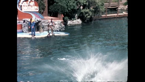 Dolphin Leap Stock Footage 276290405