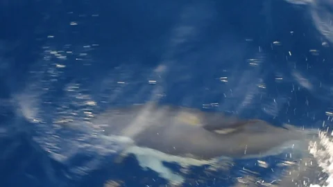 Dolphin leap out of the water Stockbeeldmateriaal 108834879