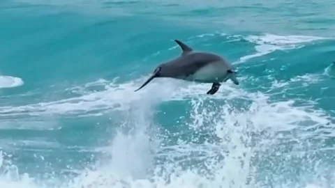 A dolphin leaping high out of the rippling blue sea surface Vidéo 329202374